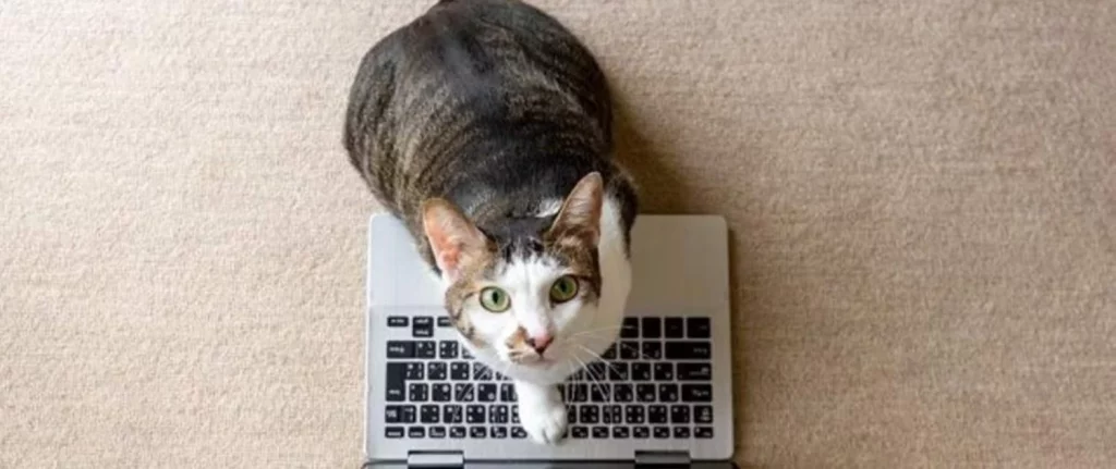 Los gatos y su extraño comportamiento con nuestros objetos