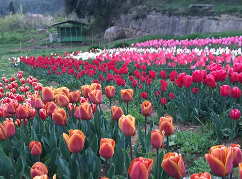 niudalia A 1 hora de Barcelona puedes disfrutar de un milagro holandés ¡No te lo pierdas!