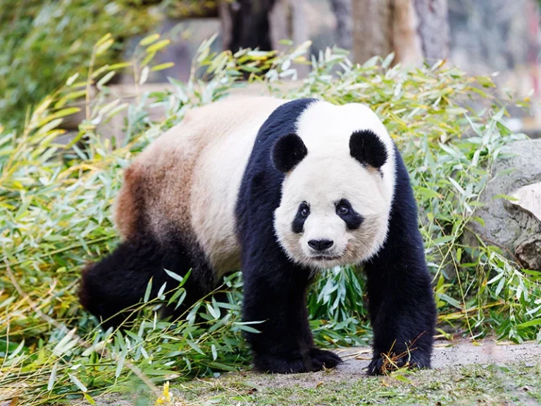 Zoológico de Madrid causa furor en redes sociales al presentar la nueva pareja de osos pandas