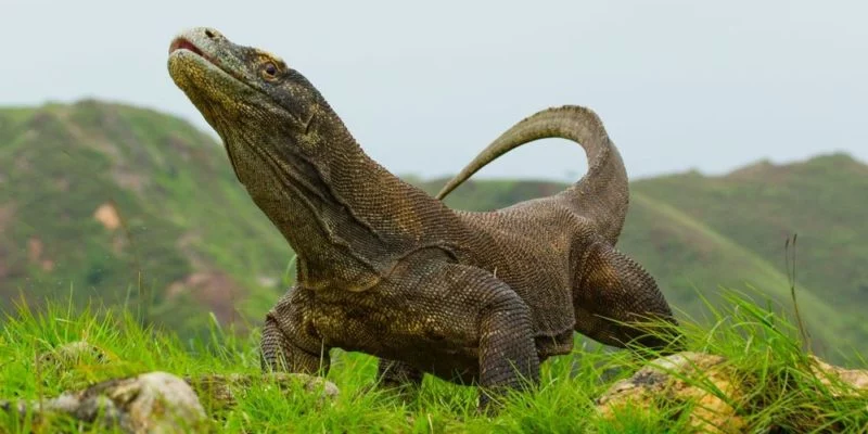 La Isla de Komodo, de lo más peligroso en todo el planeta tierra