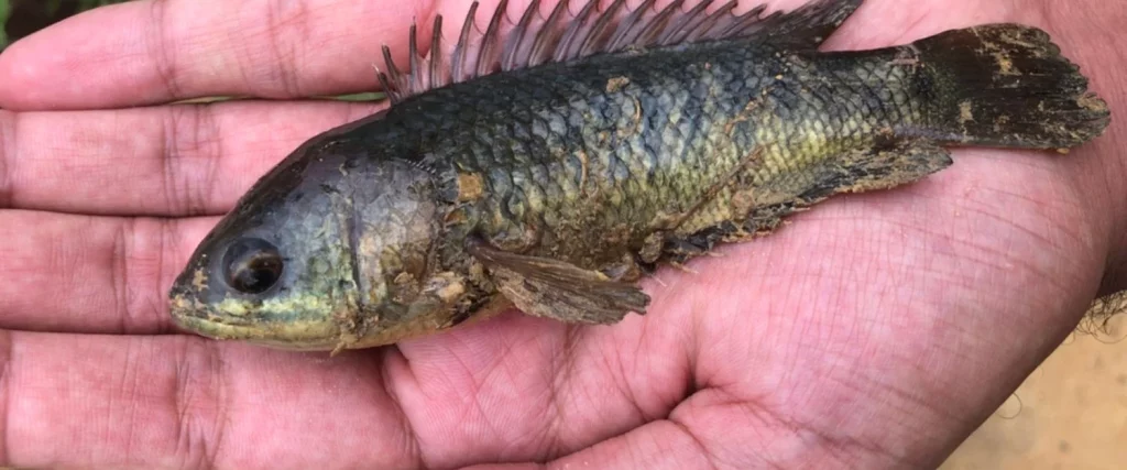 Este es el pez de la evolución: Sale del agua y camina 2 Un pez bastante singular que algunos adoptan como mascota