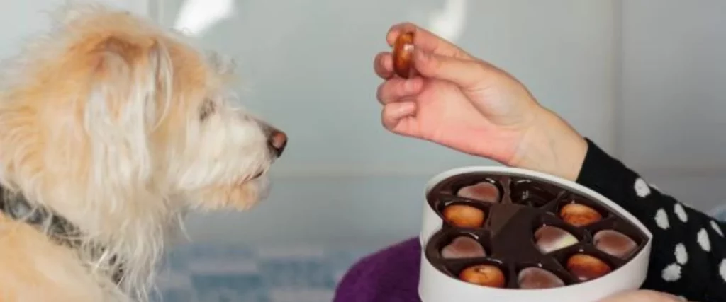3 alimentos que están matando a tu perro 1 Cuida a tu perro del chocolate: Es una delicia que solo los humanos podemos consumir