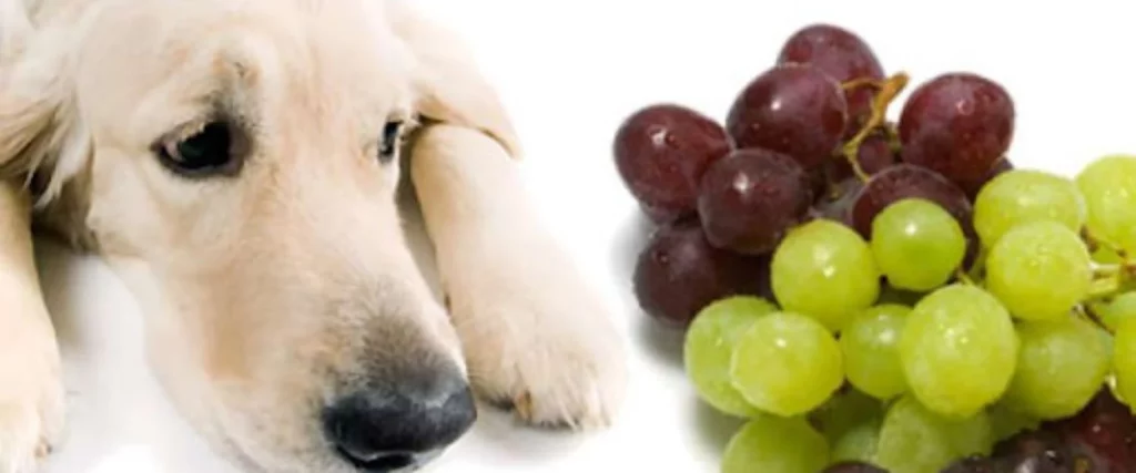 3 alimentos que están matando a tu perro 2 Evita las uvas o las pasas a tu perro, ¡Podrás lamentarlo por siempre!