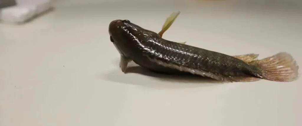 Este es el pez de la evolución: Sale del agua y camina 1 La perca trepadora, un pez que esconde otras características significativas