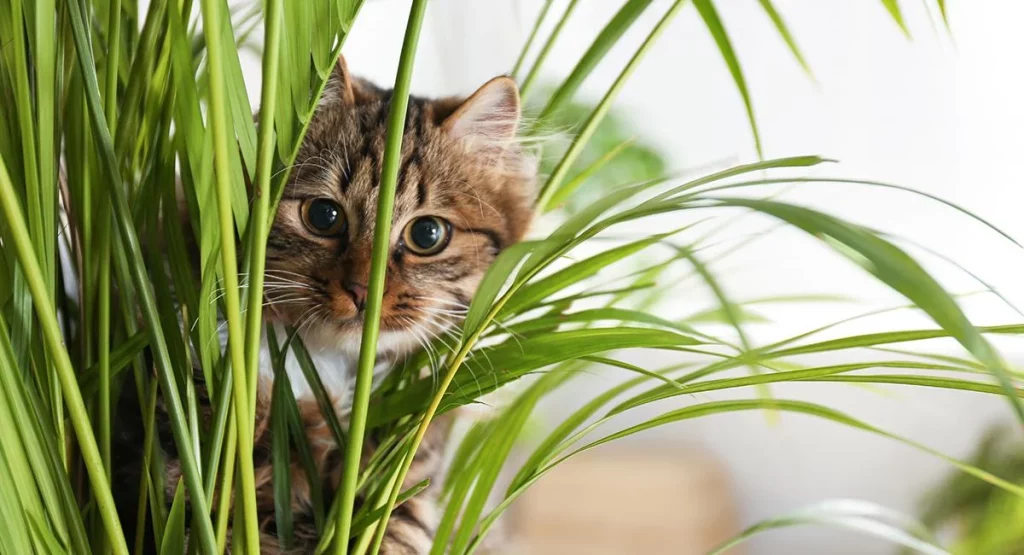 Otras dos plantas que pueden hacer la vida de tu gato bastante complicada