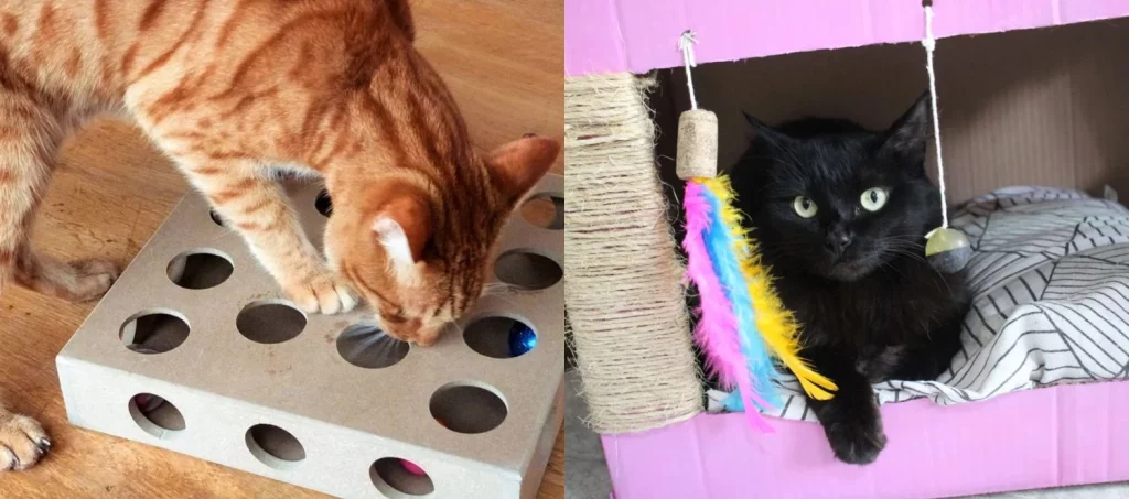 No solo los niños: Tus mascotas también pueden divertirse con las tapitas