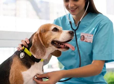 veterinaria veterinaria