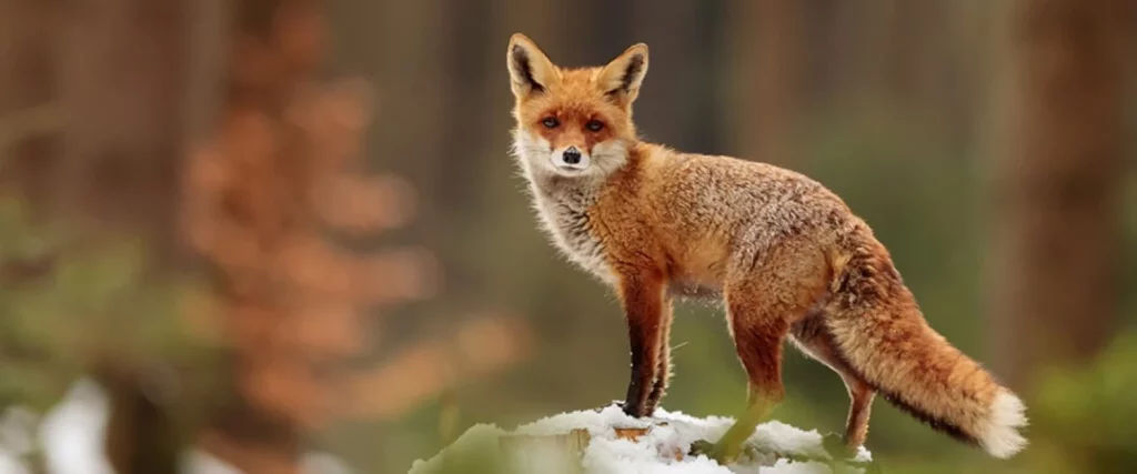 Los zorros, una especie de animales tiernos e inofensivos (o casi)