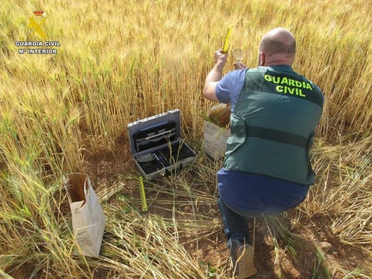 Operación 'Kernel-Seeds': Dos personas detenidas y 14 investigadas por comerciar de forma ilegal con variedades protegidas de cereal