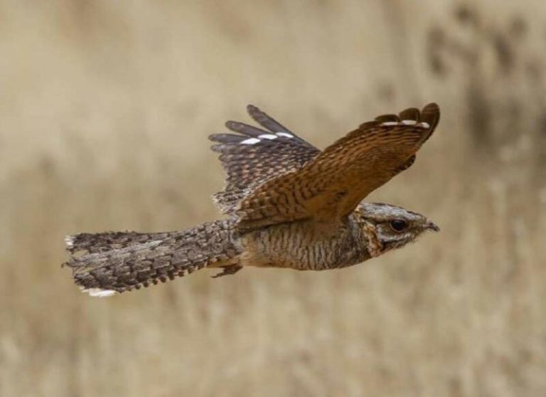 Un estudio de la Estación Biológica de Doñana revela que una hormiga amputa los dedos de los chotacabras cuellirrojo