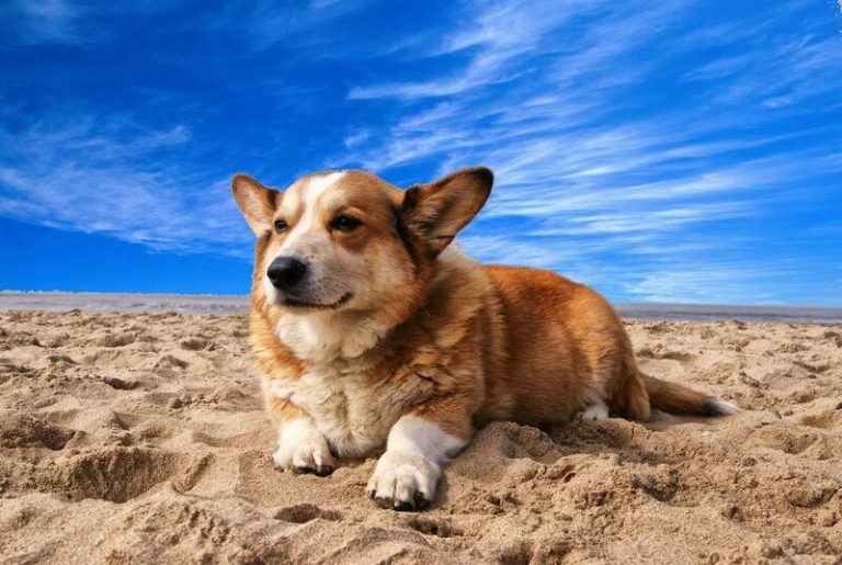 PACMA solicita más playas para perros en España para potenciar el 