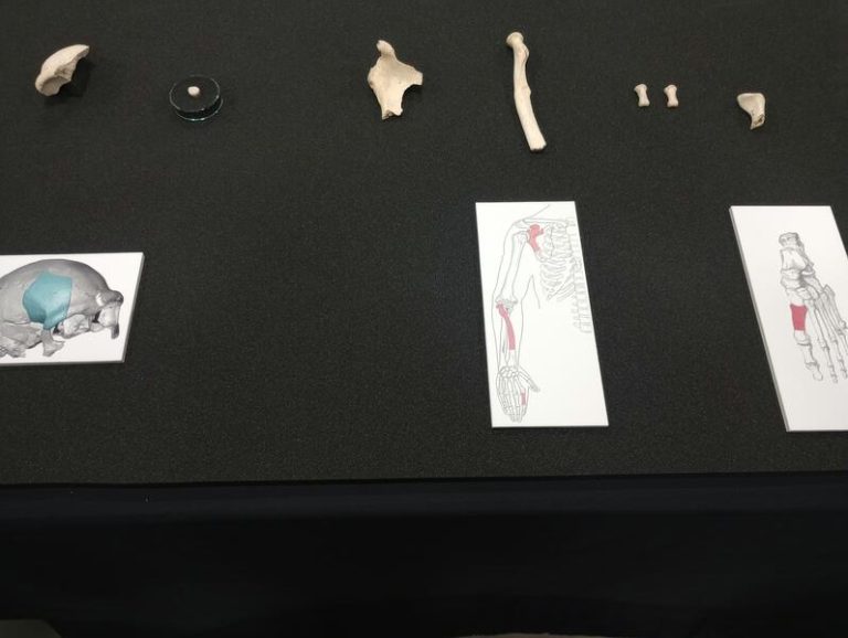 Descubren restos de una Neandertal Arcaica de más de 150.000 años en País Vasco