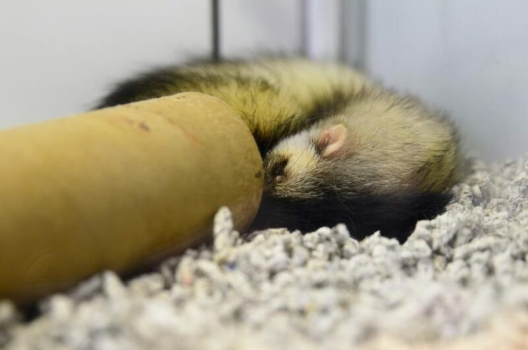 La identificación de gatos y hurones con microchip se dispara un 50% y un 24%