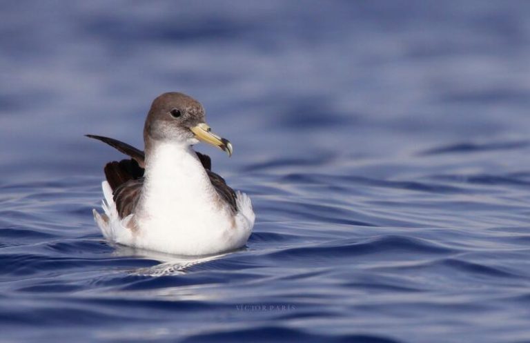 Estudio propone a las pardelas cenicientas como biondicadores de plásticos
