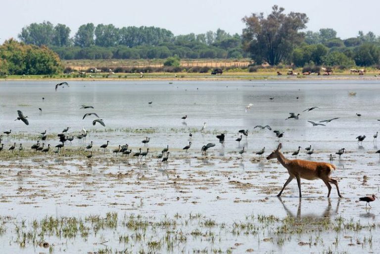 SEO/BirdLife alerta del 