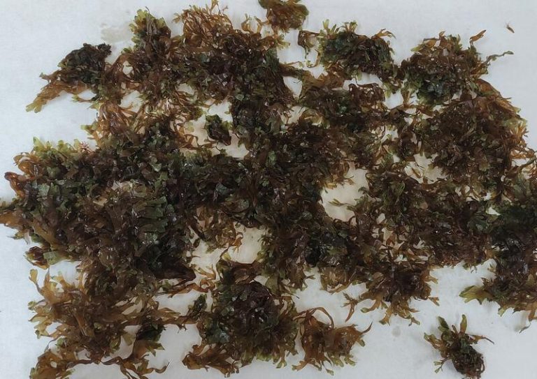 Investigadores de la UA lideran proyecto para valorizar el alga asiática