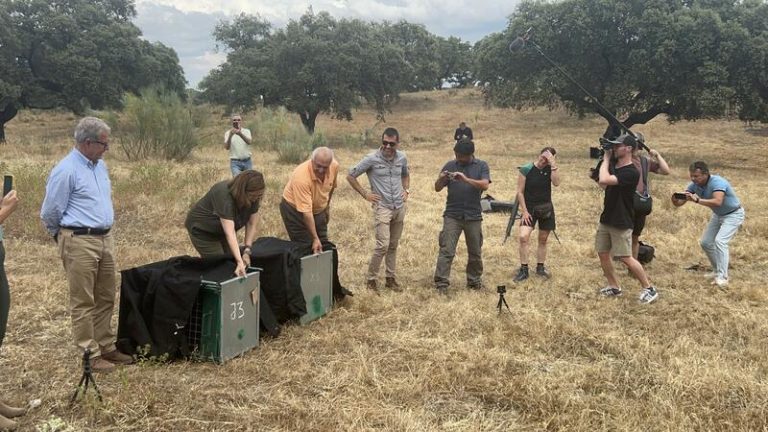 Sueltan en Valdehúncar a una lince y su cría en un experimento sorpresivo