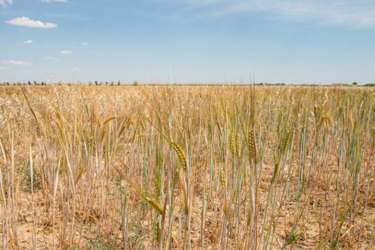 Los progenitores silvestres dan pistas para aumentar la resiliencia de cultivos ante el cambio climático