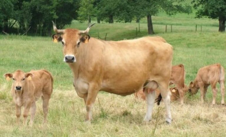 Unión de Uniones celebra que el Supremo obligue a la industria láctea a cubrir los costes de producción