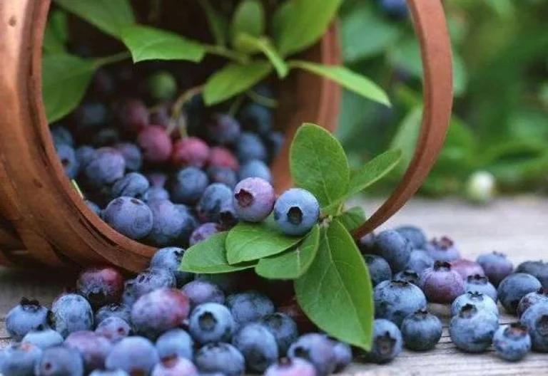 7 sorprendentes beneficios del arándano para la salud