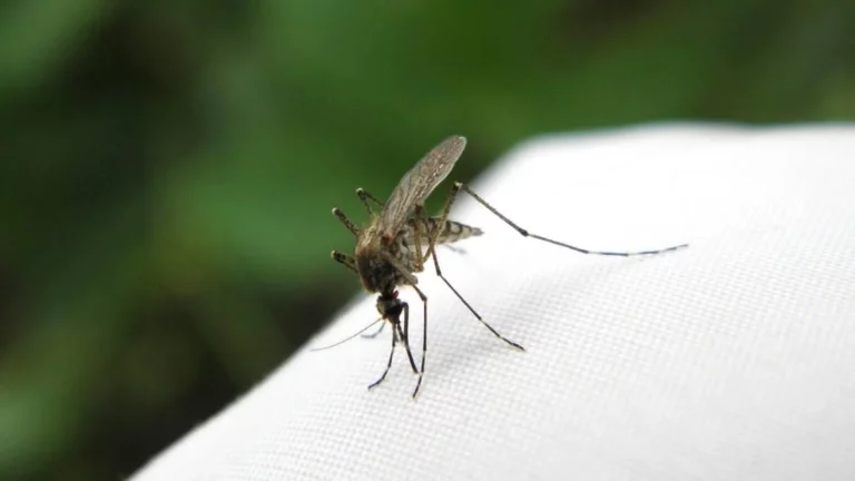 Acaba con los mosquitos sin comprar productos caros con este truco del papel higiénico