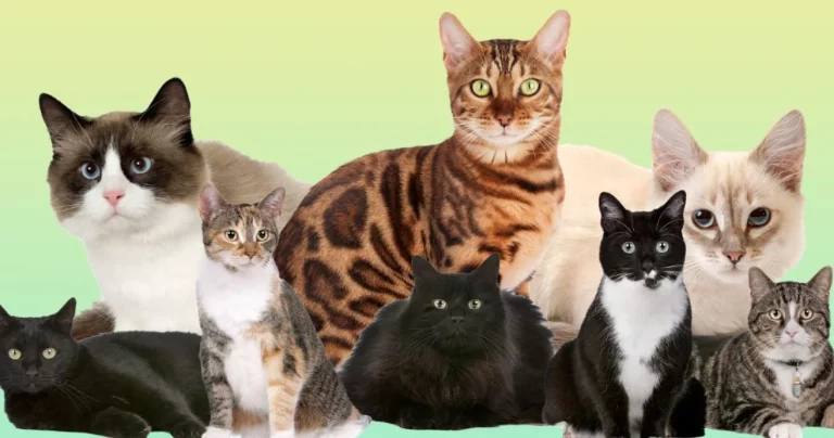 Descubren un nuevo color de gato cuando ya pensabas que era imposible