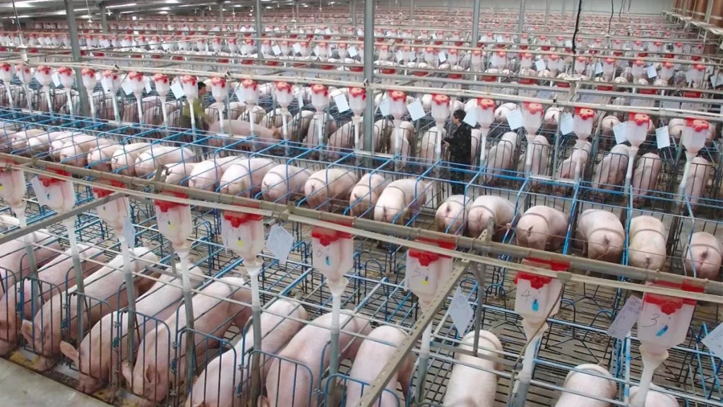 Los ganaderos, primeras víctimas en España por la guerra de aranceles entre Bruselas y Pekín 2 Dinámicas globales y diplomáticas en juego