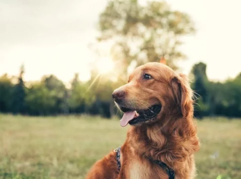 El remedio infalible para quitarle las garrapatas a tu perro El remedio infalible para quitarle las garrapatas a tu perro