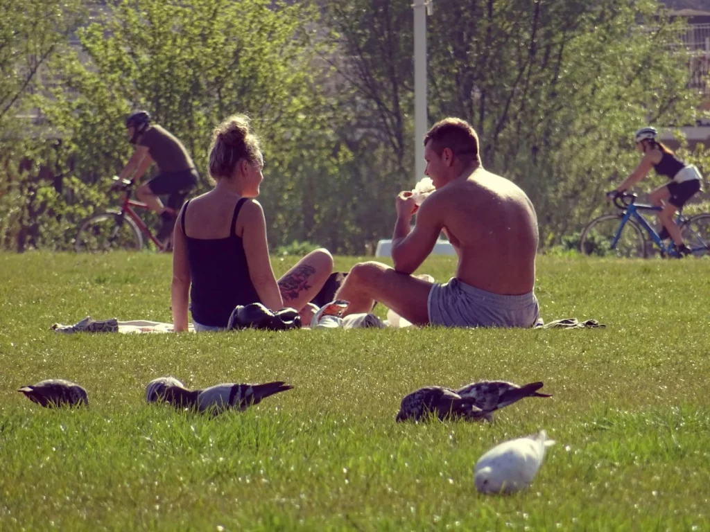 ¿Por qué todas las palomas que ves en la ciudad son grandes? Hay una explicación