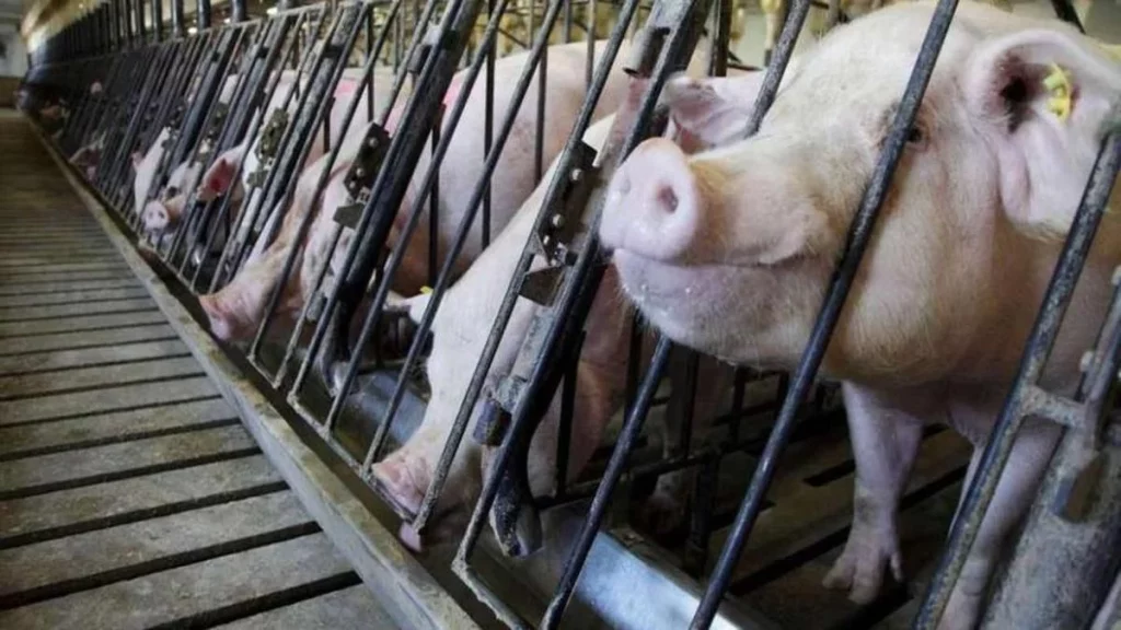 Los ganaderos, primeras víctimas en España por la guerra de aranceles entre Bruselas y Pekín 1 Impacto económico y estratégico para España