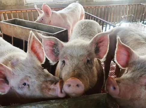 La guerra comercial entre Bruselas y Pekín castiga a los ganadores españoles La guerra comercial entre Bruselas y Pekín castiga a los ganadores españoles