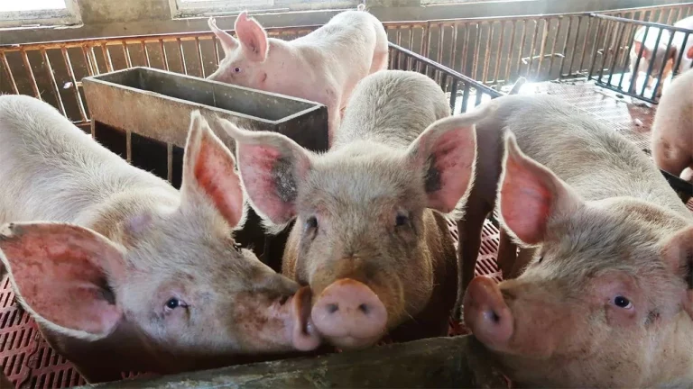 Los ganaderos, primeras víctimas en España por la guerra de aranceles entre Bruselas y Pekín