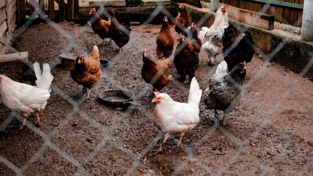 Medidas de prevención y respuesta ante la alerta de la OMS sobre la gripe aviar H5N2