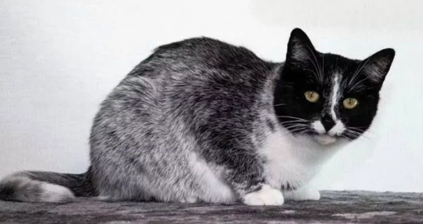 Descubren un nuevo color de gato cuando ya pensabas que era imposible
