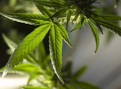 legislación cannabica Alemania se sitúa al frente de la legislación cannábica europea