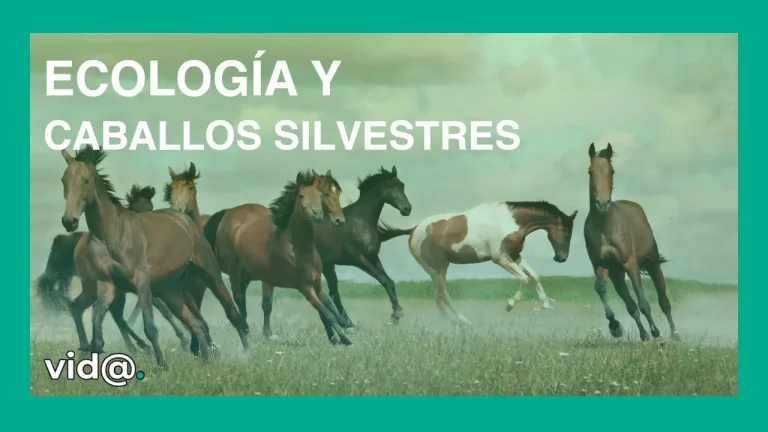 Ecología de pastizales y caballos silvestres