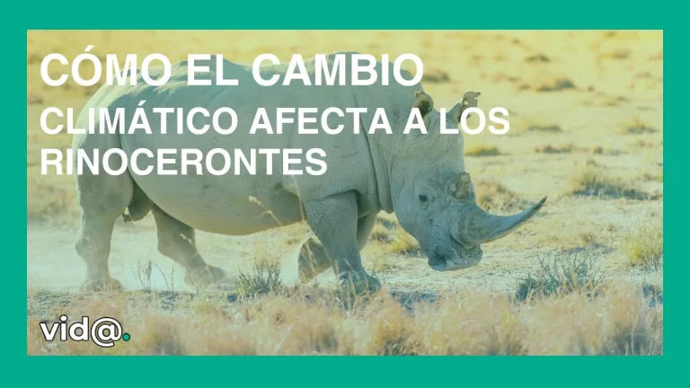 Cómo el cambio climático afecta a los rinocerontes y sus hábitats