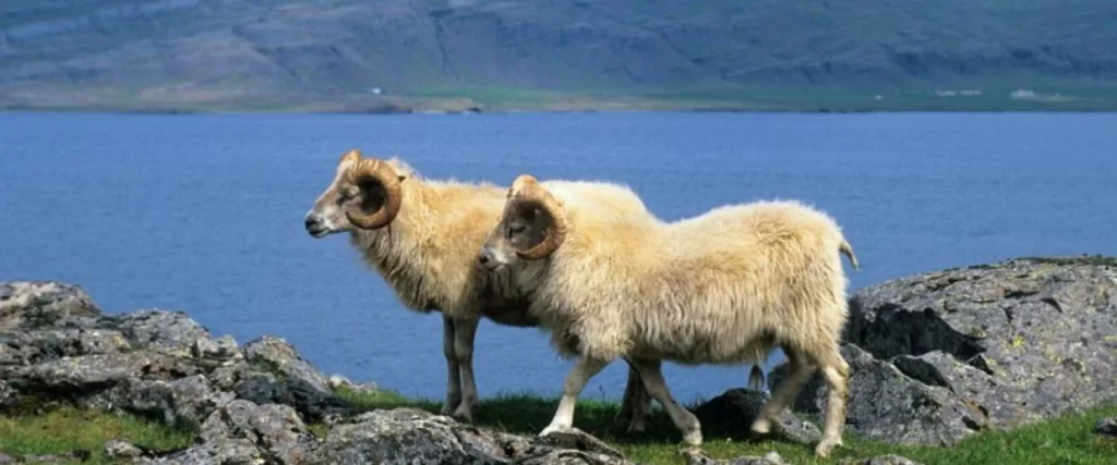 Descubre este país donde las ovejas superan en número a los humanos 1 ¿Cómo se dio esta súper población de ovejas en Islandia?