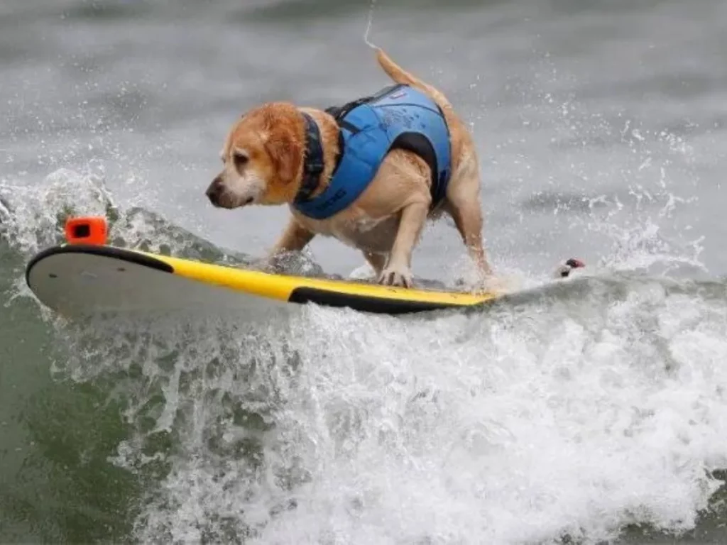 Perro realizando surf en Cantabria.