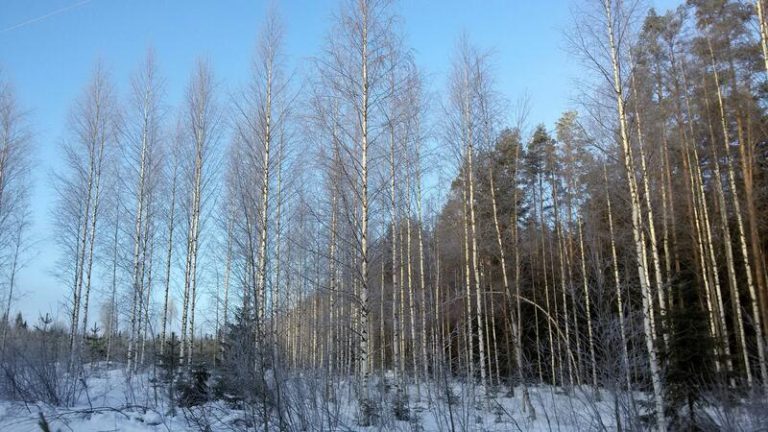 Según estudio de UAH, desvela el impacto del cambio climático en los bosques, que se desplazarán a zonas más frías