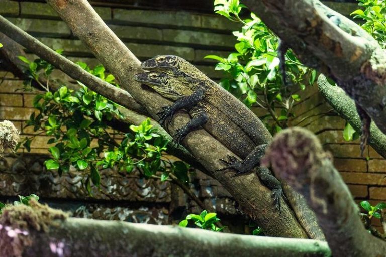 Las crías de dragón de Komodo nacidas en Bioparc Fuengirola son trasladadas a un terrario exterior