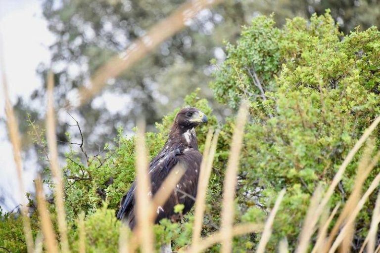 Agentes forestales devuelven a su nido a un pollo de águila real herido