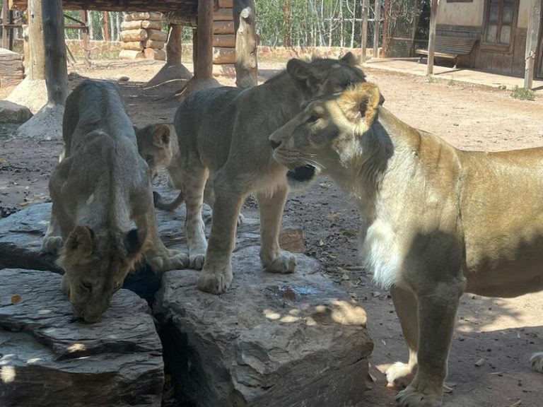 Nacidos en Murcia, los leones Makulu, Silbán e Irati alcanzan la madurez en su 1° año