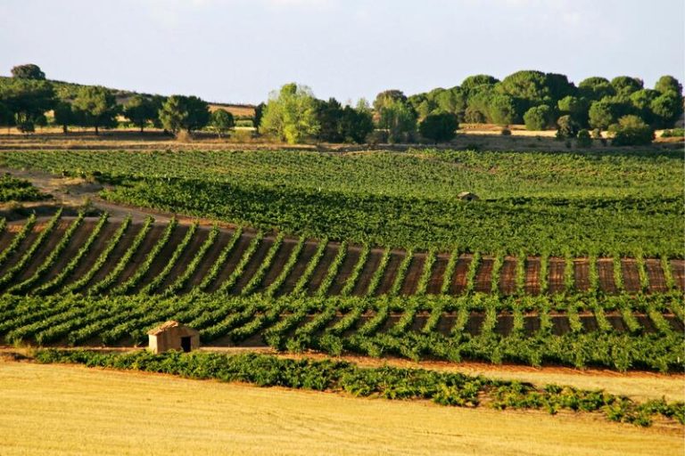 La Unión Europea brinda 77 millones a agricultores afectados por crisis climáticas y de mercado