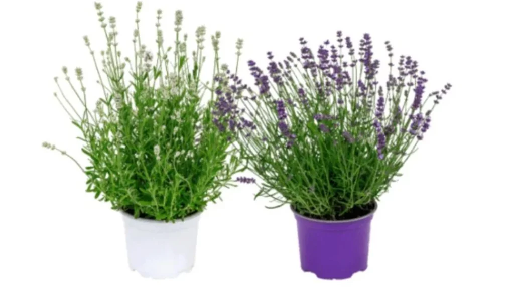 Aldi acaba con los insectos y pone bonita tu casa con un mismo producto de su catálogo 12 El poder oculto de la lavanda: más que una planta decorativa