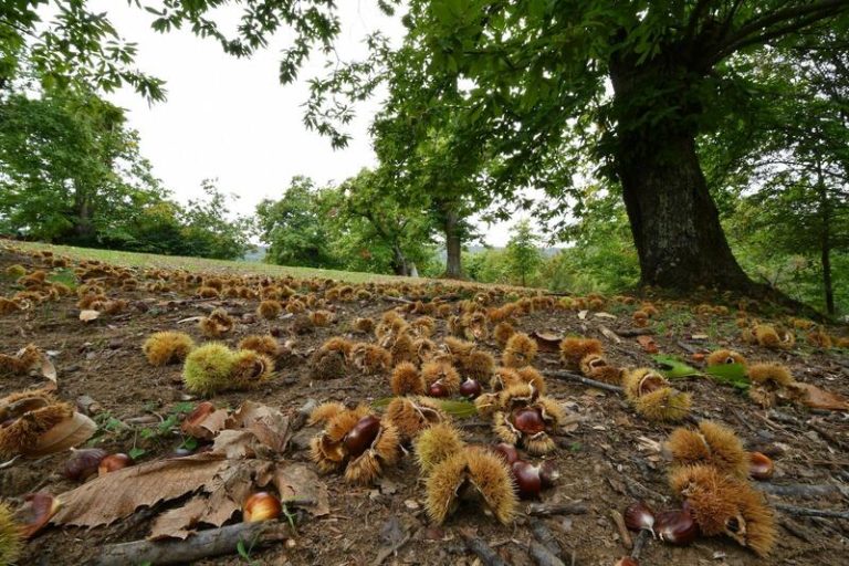 Montes Vivos de SEO/BirdLife impulsa la transformación de la biodiversidad en rentabilidad en castañares y avellanares