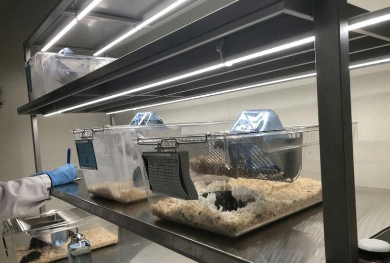 La UA desarrolla un sistema integral de iluminación para animales estabulados que 