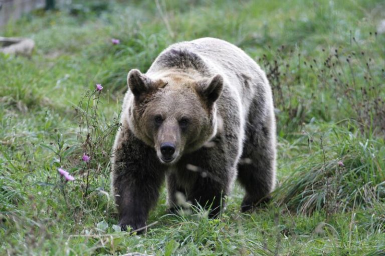 La Mesa del Oso Pardo revisará el plan de conservación y diseñará otro de coexistencia