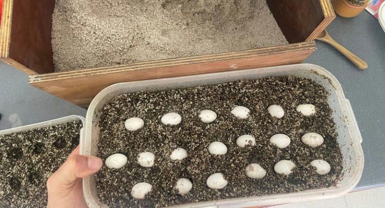 El enorme lagarto de El Hierro establece un impresionante récord de puestas con 112 huevos