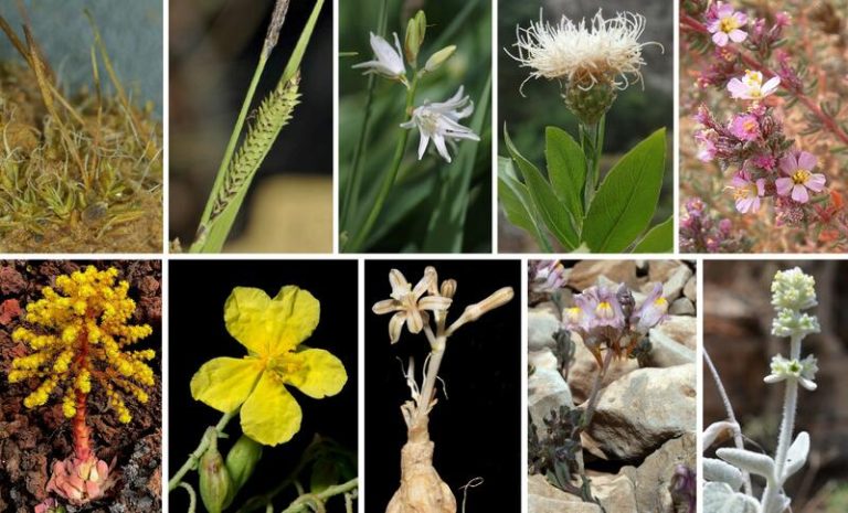 Investigadores botánicos españoles describieron más de 40 especies de plantas nuevas en 2023